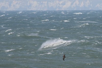 Cap Gris Nez - 1 October 2008