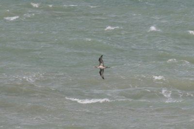 Northern Gannet - Morus bassanus