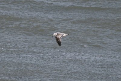 Mediterranean Gull - Zwartkopmeeuw