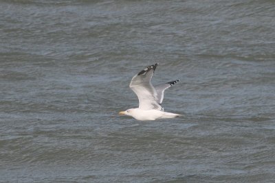 Yellow-legged Gull - Larus michahellis
