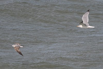 Common Gull - Larus canus & Yellow-legged Gull - Larus michahellis