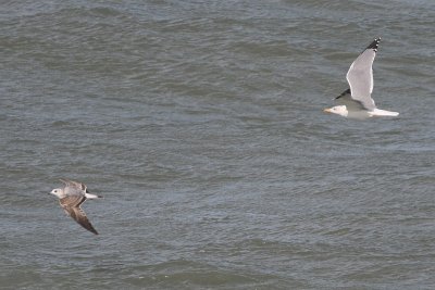 Common Gull - Larus canus & Yellow-legged Gull - Larus michahellis