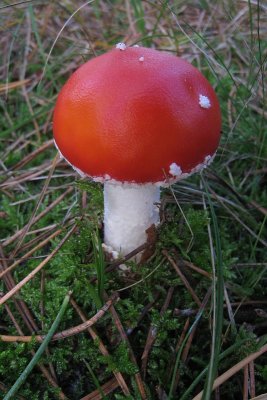 Fly Agaric - Amanita muscaria - Vliegenzwam
