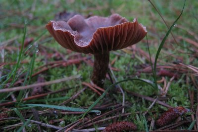 Russula sp.