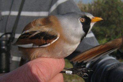 Bearded Tit - Panurus biarmicus - Baardmannetje