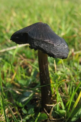 fungus sp.