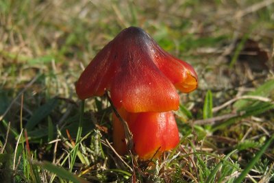 Hygrocybe sp.