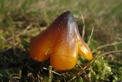 Hygrocybe sp.