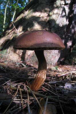 fungus sp.