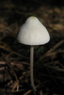 fungus sp.