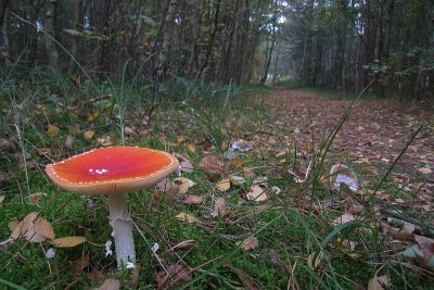 Fly Agaric - Amanita muscaria - Vliegenzwam