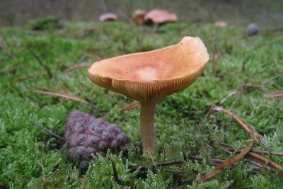 Russula sp.