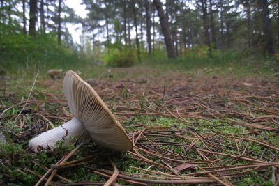 Russula sp.