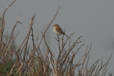 Red-backed Shrike - Lanius collurio - Grauwe Klauwier, Kroonspolders