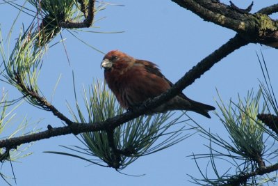 Parrot Crossbill - Loxia pytyopsittacus