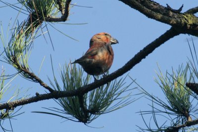 Parrot Crossbill - Loxia pytyopsittacus