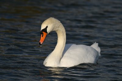 Mute Swan - Cygnus olor - Knobbelzwaan