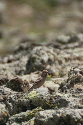 Mongolian Finch - Bucanetes mongolicus