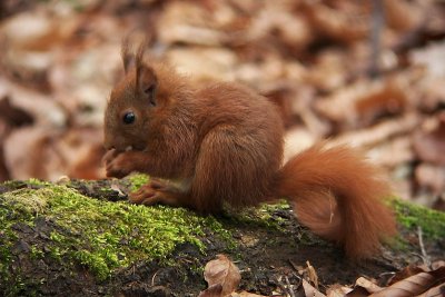 Red Squirrel - Sciurus vulgaris - Eekhoorn, Maastricht