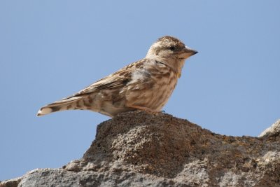 Rock Sparrow - Petronia petronia