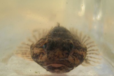 Cottus perifretum - Rivierdonderpad