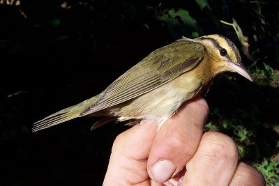 Worm-eating Warbler - Helmitheros vermivorus