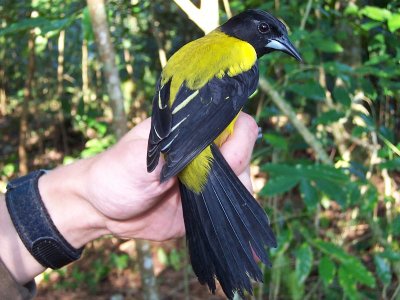 Audubon's Oriole - Icterus graduacauda graduacauda