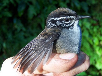 White-breasted Wood Wren - Henicorhina leucosticta prostheleuca