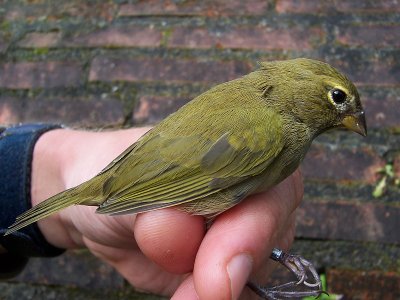 Yellow-faced Grassquit - Tiaris olivacea pusilla