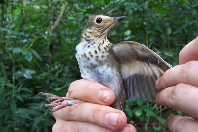 Swainson's Trush - Catharus ustulatus