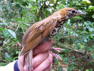 Wood Trush - Hylocichla mustelina