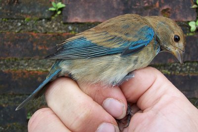 Indigo Bunting - Passerina cyanea