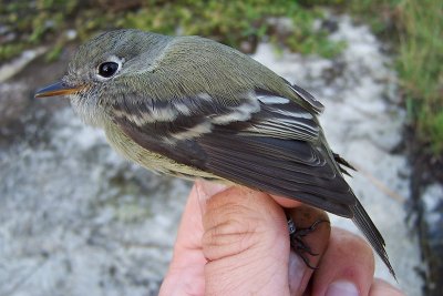 Hammonds Flycatcher - Empidonax hammondii