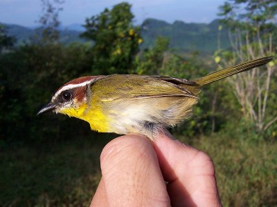 Rufous-capped Warbler - Basileuterus rufifrons jouyi