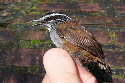 Grey-breasted Wood Wren - Henicorhina leucophrys mexicana