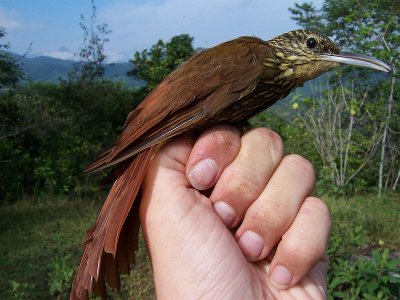 Spot-crowned Woodcreeper - Lepidocolaptes affinis