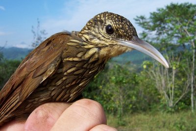 Spot-crowned Woodcreeper - Lepidocolaptes affinis