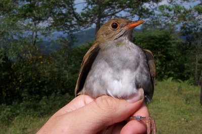 Orange-billed Nightingale Trush - Catharus aurantiirostris
