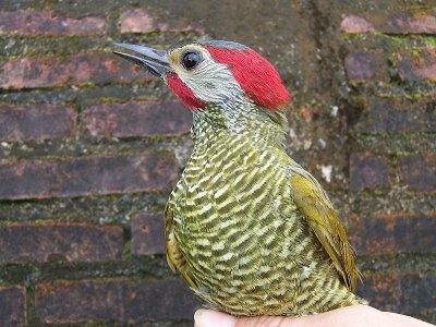 Bronze-winged Woodpecker - Piculus [rubiginosus] aeruginosus