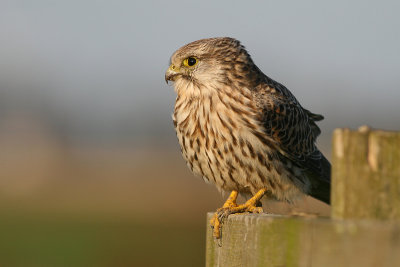 Common Kestrel - Falco tinnunculus - Torenvalk