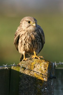 Common Kestrel - Falco tinnunculus - Torenvalk