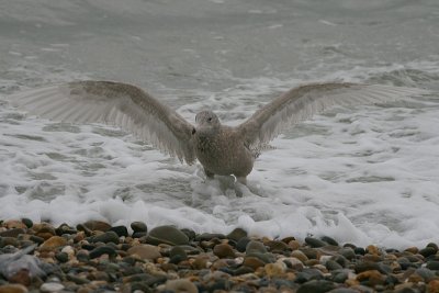 Glaucous Gull - Larus hyperboreus
