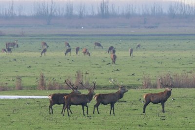 Red Deer - Cervus elaphus - Edelherten