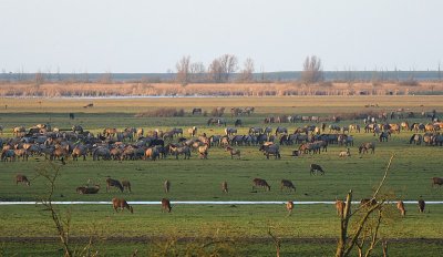 Konik Horses - Equus caballus gmelini - Konikpaarden