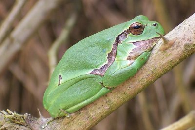 Tree Frog - Hyla arborea