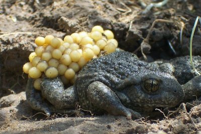 Midwife Toad - Alytes obstetricans