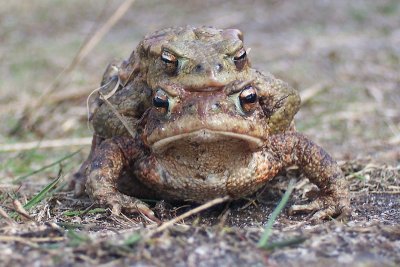 Common Toad - Bufo bufo