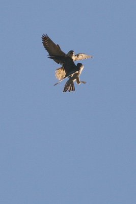 Peregrine Falcons - Falco peregrinus