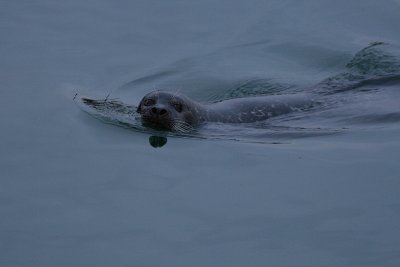 Common Seal - Phoca vitulina - Gewone Zeehond