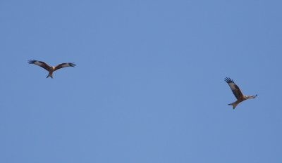 Red Kites - Milvus milvus